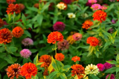 Rengarenk çiçekler. Bahçede çiçekler. Suan Luang Rama IX 'de açan çiçekler.