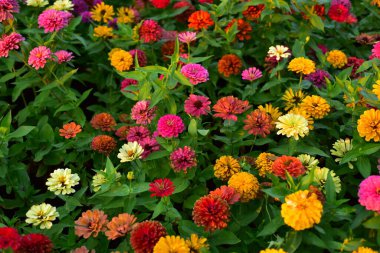 Rengarenk çiçekler. Bahçede çiçekler. Suan Luang Rama IX 'de açan çiçekler.