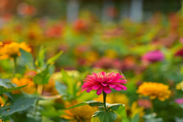 Colorful Flowers Nature Flowers Garden Flower Blooming Suan Luang Rama — Stock Photo, Image
