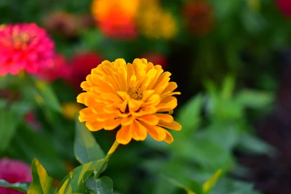 Schöne Gelbe Blume Garten — Stockfoto