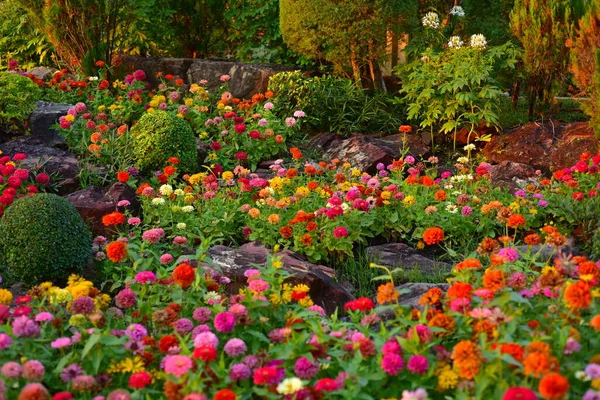 Kleurrijke Bloemen Natuur Bloemen Tuin Bloeiende Bloem Suan Luang Rama — Stockfoto