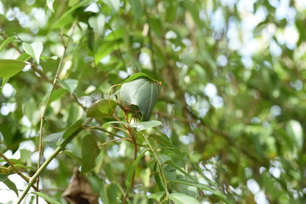 Hojas Verdes Árbol Jardín —  Fotos de Stock