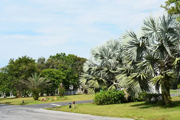 Пальмы Зеленом Парке — стоковое фото