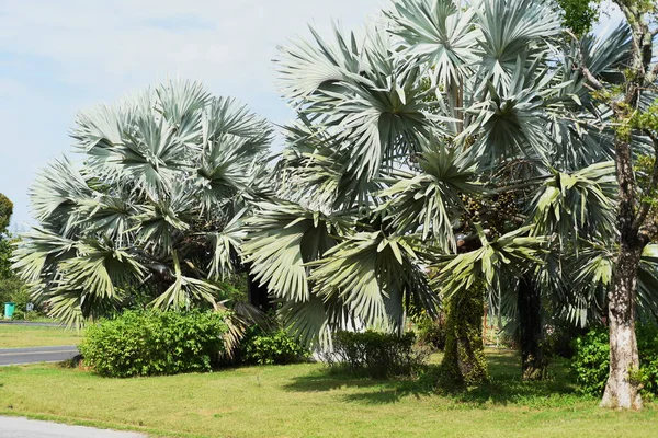 Palmy Zeleném Parku — Stock fotografie