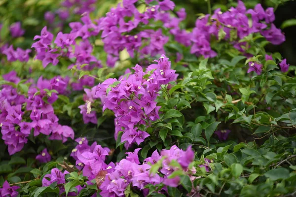 Belles Fleurs Violettes Dans Jardin — Photo