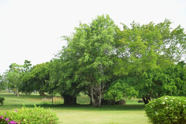 Árvores Verdes Belo Parque — Fotografia de Stock