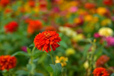 Bahçedeki güzel çiçekler