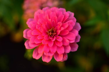 Bahçedeki güzel çiçekler