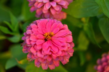 Bahçedeki güzel pembe çiçek