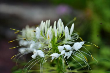 Bahçedeki güzel çiçekler