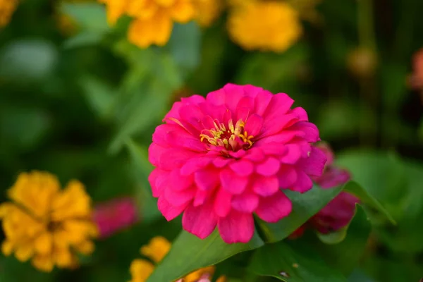 Schöne Blumen Garten — Stockfoto