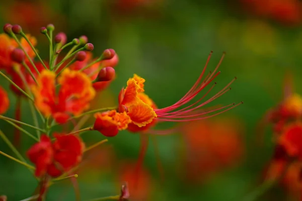 Beautiful Flowers Garden — Stock Photo, Image