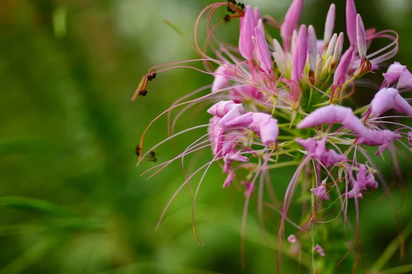 Bellissimo Fiore Rosa Giardino — Foto Stock