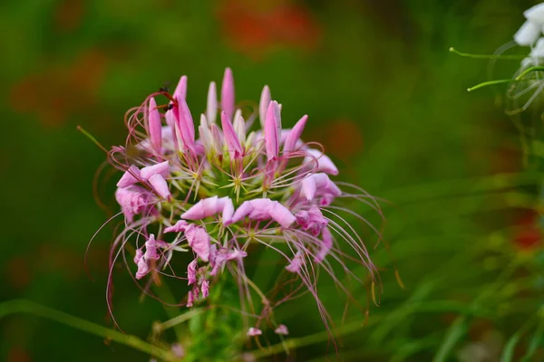 Bellissimi Fiori Giardino — Foto Stock