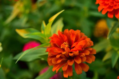 Bahçedeki güzel çiçekler