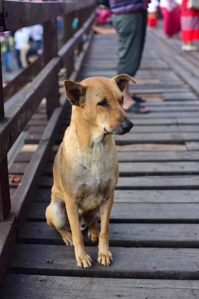 Собака Деревянном Мосту Таиланде — стоковое фото