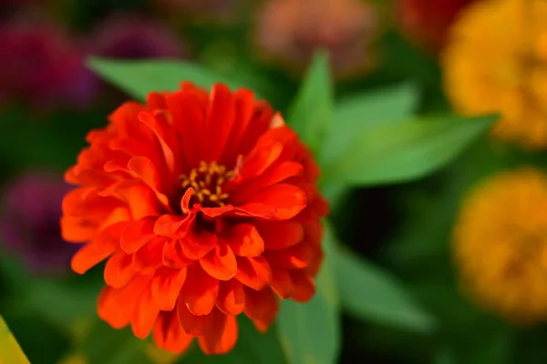 Schöne Blumen Garten — Stockfoto