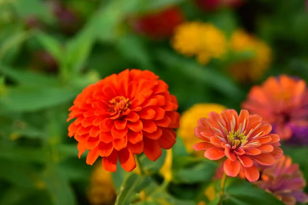 Schöne Blumen Garten — Stockfoto