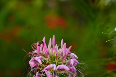 Bahçedeki güzel çiçekler