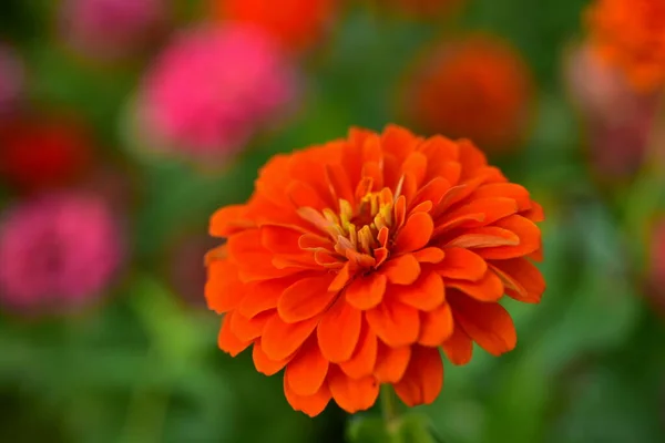 Schöne Blumen Garten — Stockfoto