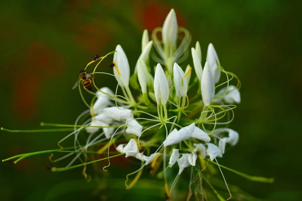 Vackra Vita Blommor Trädgården — Stockfoto