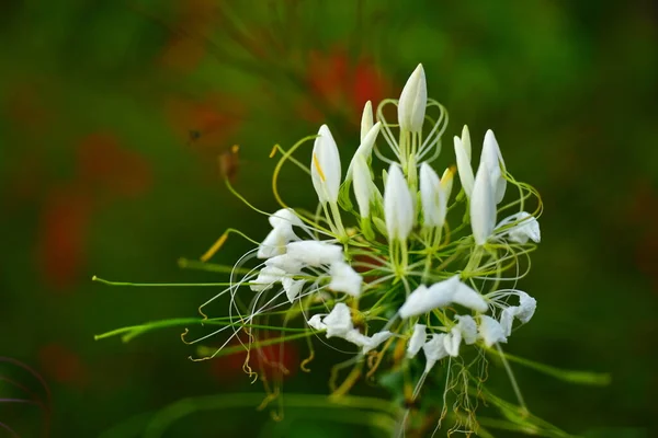 Hermosas Flores Jardín — Foto de Stock