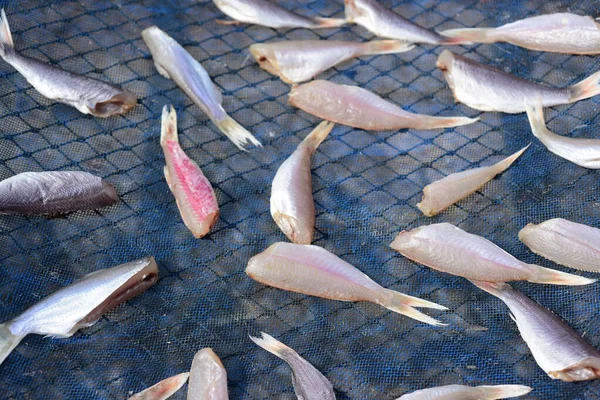 Frischer Fisch Boot — Stockfoto