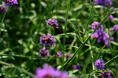 Bahçedeki güzel çiçekler