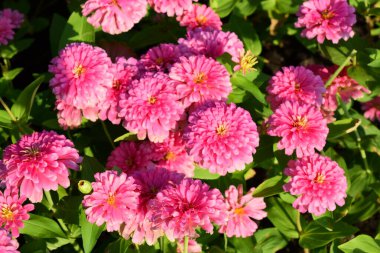 Bahçedeki pembe çiçekler