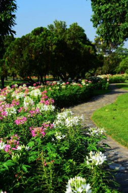 Rengarenk çiçekler. Bahçede çiçekler. Suan Luang Rama IX 'de açan çiçekler.