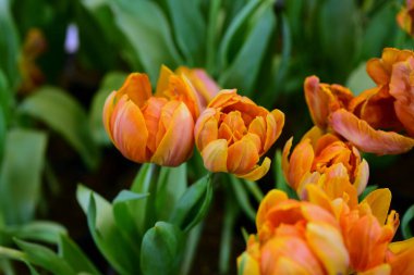 Bahçedeki güzel laleler