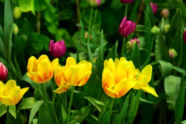 Bahçedeki renkli laleler