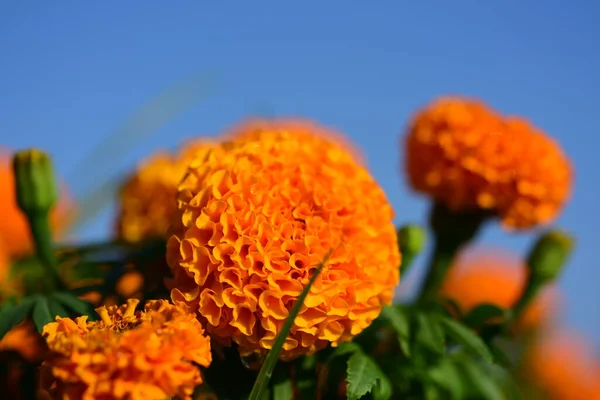 Gelbe Blumen Garten — Stockfoto