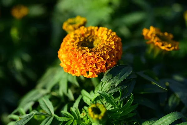 Flores Amarelas Jardim — Fotografia de Stock