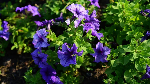 Квіти Nature Flowers Garden Flowing Suan Luang Rama — стокове фото