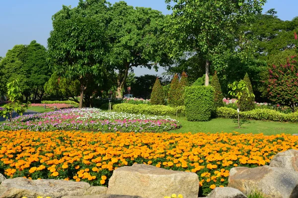 Flores Coloridas Naturaleza Flores Jardín Flor Que Florece Suan Luang —  Fotos de Stock