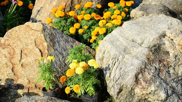 Colorful Flowers Nature Flowers Garden Flower Blooming Suan Luang Rama — стоковое фото