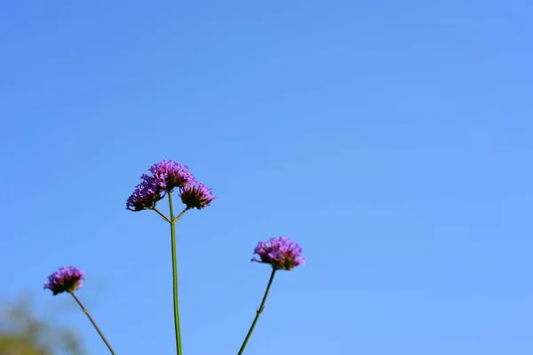 Bunte Blumen Der Natur Blumen Garten Blume Blüht Der Suan — Stockfoto