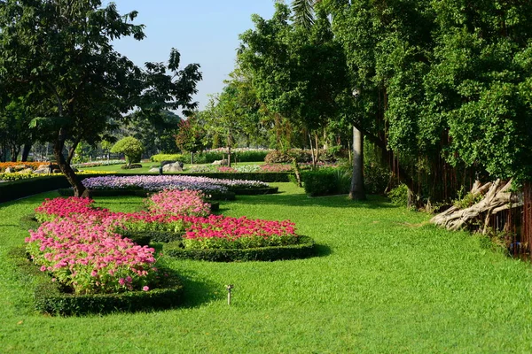 Colorful Flowers Nature Flowers Garden Flower Blooming Suan Luang Rama — стоковое фото