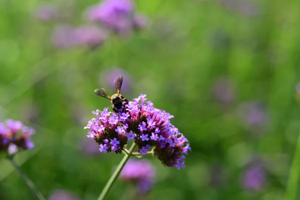 Kleurrijke Bloemen Natuur Bloemen Tuin Bloeiende Bloem Suan Luang Rama — Stockfoto