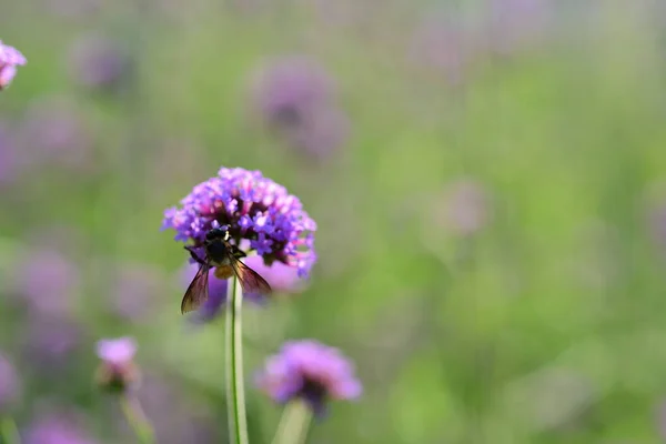 Hermosas Flores Púrpuras Jardín —  Fotos de Stock