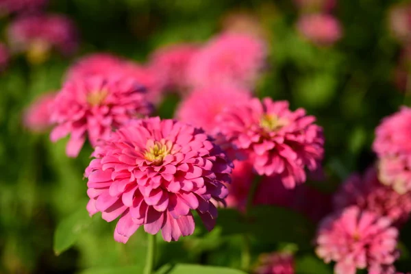 Rosafarbene Blumen Garten — Stockfoto