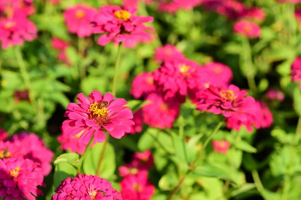 Bunte Blumen Der Natur Blumen Garten Blume Blüht Der Suan — Stockfoto