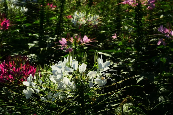 Pink Flowers Garden — Stock Photo, Image