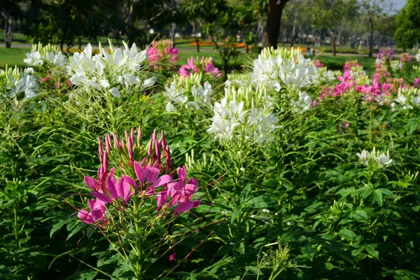 View Colorful Flowers Growing Garden — Stock Photo, Image