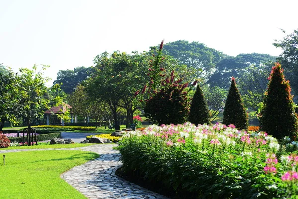 Vista Flores Colores Creciendo Jardín — Foto de Stock