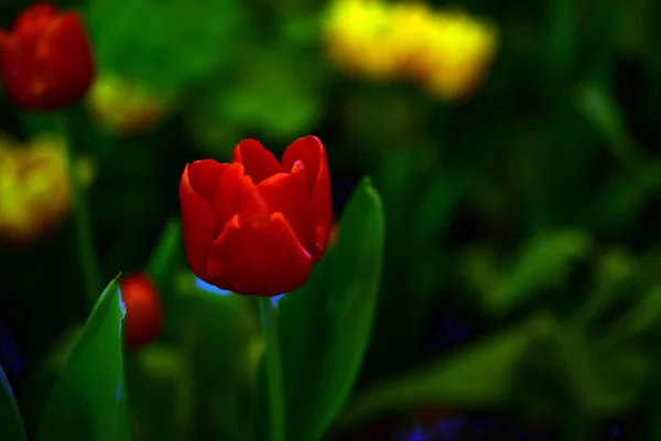 Červené Tulipány Zahradě — Stock fotografie