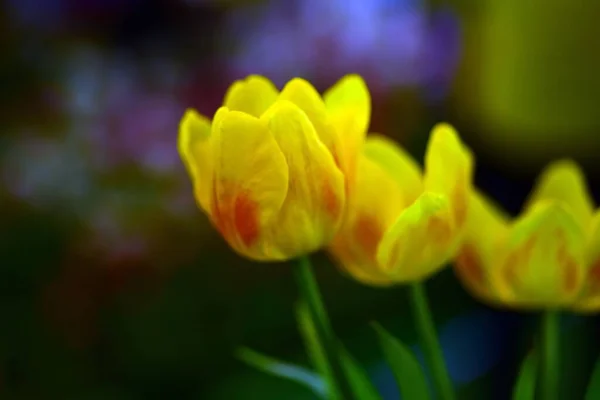 Belles Tulipes Jaunes Dans Jardin — Photo