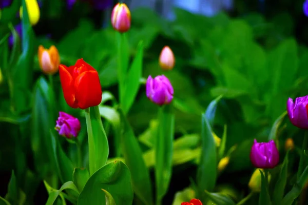 Des Tulipes Colorées Dans Jardin — Photo