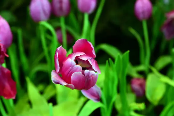 Różowe Tulipany Ogrodzie — Zdjęcie stockowe